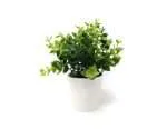 BONSAI PLANTA