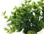 BONSAI PLANTA - Imagen 2