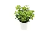 BONSAI PLANTA