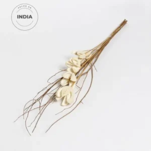 FLORES SECAS BOUQUET BULLET FLOWER WHITE