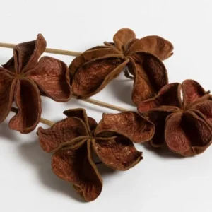 FLORES SECAS BOUQUET LOTO MARRON