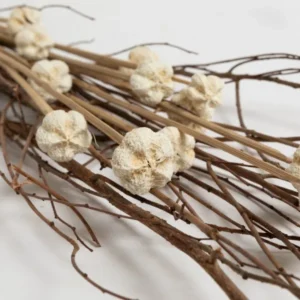 FLORES SECAS BOUQUET COTTON TREE