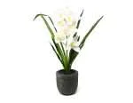 ORQUIDEAS BLANCAS