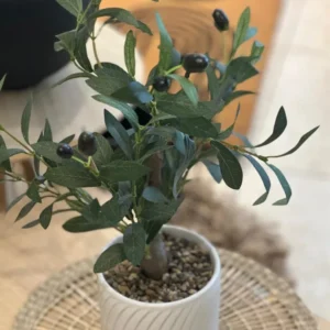 OLIVO